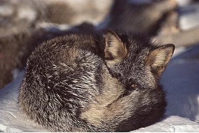 人气乙女游戏续作《共生邱比特-Sweet & Spicy Darling.-》4位全新配角登场！